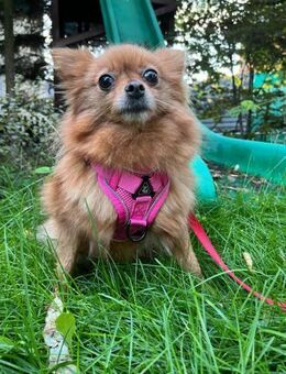 🌸 TINA kleine Zwergspitz-Prinzessin - Kassel
