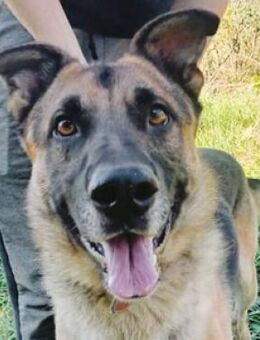 VILLY, freundlich und vertraeglich - Gefrees