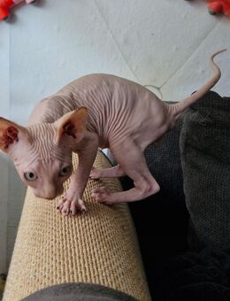 Canadian sphynx Kitten - Bielefeld