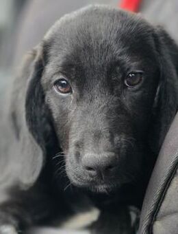 Aga - Liebenswerter Welpe sucht Zuhause - Berlin