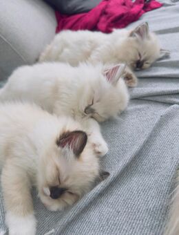 Kitten Heilige Birma - Ruppertsweiler