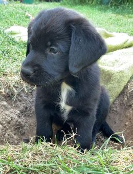 Aussiedor Labrador Mix Welpen abgabebereit - Biebertal