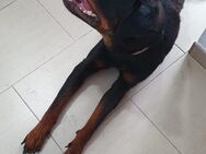 MOSLI, m., kastr., Rottweiler-Mix, 29 kg - Sipplingen