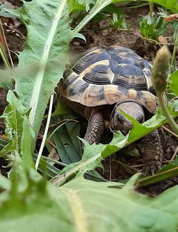 Griechische Landschildkröte - Zörbig