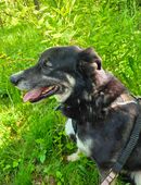Toni Schäferhund Mischling sucht seinen Mensch oder Familie in 06268
