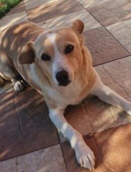 PANINI - sanfte, zuckersüße Hündin - Kallmünz