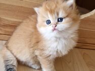 BKH und BLH Kitten Reinrassig mit Stammbaum - Wiesbaden Erbenheim