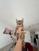 Bengalkitten in 4055