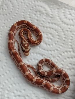 Baby Kornnatter Pantheropphis guttatus Butter/Red abzugeben von 06/25 - Chemnitz