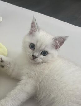 Noch ein reinrassiger Bkh kitten abzugeben - Gelsenkirchen