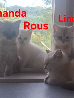 Wunderschöne BKH, Britisch-Kurzhaar-Kätzchen, Kitten - Esslingen (Neckar)