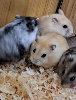 junge niedliche Dsungaren dsungarischer Zwerghamster dschungarischer Hamster - Neustadt (Sachsen) Hohwald