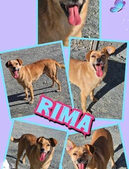 Toller Rima wartet schon zu lange! - Nürnberg