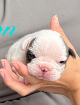 Wunderschöne Französische Bulldoggen Welpen - Elze Zentrum