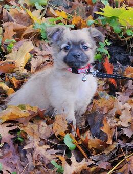 Chihuahua Welpen in liebevolle Hände abzugeben - Emden