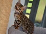 Bengal Kitten - Bad Zwischenahn