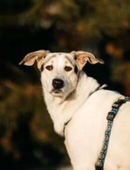 Freundliche Bimka sucht ihr Zuhause - Duisburg