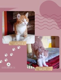Kater Grisu und Pepper sind bereit - Lalendorf