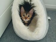 Bengalkatze inklusive Katzenlaufrad - Westerkappeln