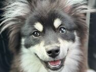 Pomsky Merlin sucht ein neues Zu Hause - Dortmund