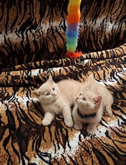 Süße Britische Kurzhaar Kitten suchen liebevolles Zuhause! - Freiburg (Breisgau)