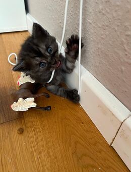 6 wunderschöne Maine Coon Mix Kitten - Freiburg (Breisgau)