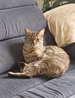 2 Katzensuchen neues Zuhause - Eschweiler Zentrum
