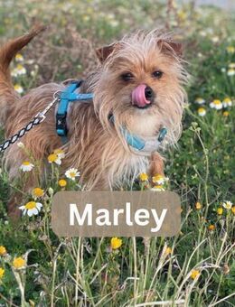 MARLEY, m., kastr., Yorkshire, ca. 5 kg - Sipplingen