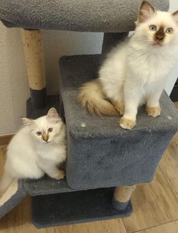 Kitten Heilige Birma SONDERANGEBOT - Rahden Kleinendorf
