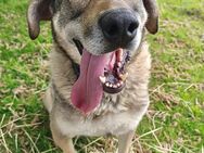 Finn sucht sein Für-Immer-Zuhause! - München