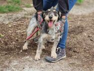 Kluger sehr menschenbezogener RUDY🐾🐾♥️ - München