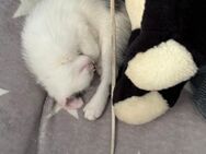 Katzenbabys / Kitten - Hamm