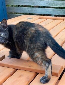 🐾 Wunderschönes Katzenbaby sucht liebevolles Zuhause 🐾 Schildplattkatze glückskatze - Plau (See) Zentrum