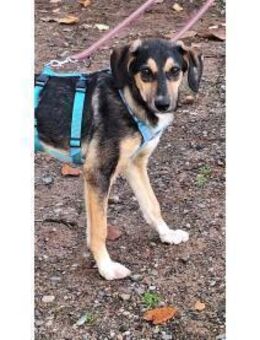 Daschenka - wartet in 66482 Zweibrücken - Oberwies