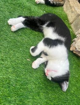 🌟Verspielter Babykater Soka🌟 - Eislingen (Fils)