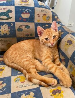 2 rote Kater Babys suchen schöne zuhause - Berlin Charlottenburg-Wilmersdorf