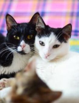 Malica & Sylvie aus dem Tierschutz - Grevenbroich