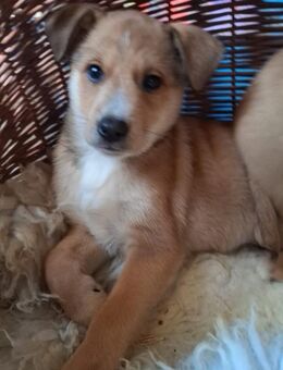 Welpenjunge Pumba - Rambin