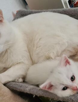 Türkisch Angora Perser Mix Kitten suchen ein liebevolles Zuhause - Iserlohn
