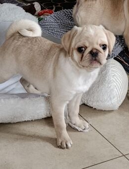 Süßer kleiner Mops Rüde sucht noch seine neue Familie - Hartha Zentrum