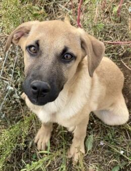 Zuckerschnute ERICA sucht ihr Glück - Sehnde
