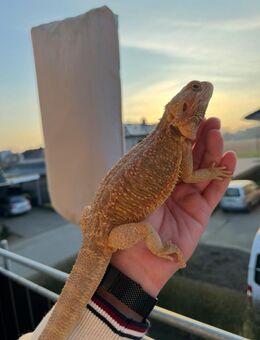 Bartagame mit Terrarium - Emstek