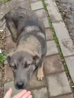 Sanfte Fibi❤ sucht liebevolles Zuhause - Seggebruch