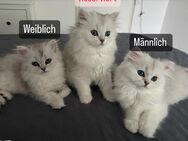 Bkh Kitten zu verkaufen 🩷 - Stolberg (Rheinland, Kupferstadt)