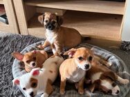 Reinrassige Chihuahua Welpen suchen ein liebevolles Zuhause - Berlin Spandau