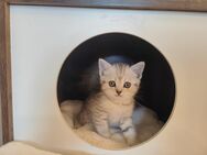 Bkh kitten / Britisch Kurzhaar Kätzchen, Katze reinrassige - Bad Rappenau