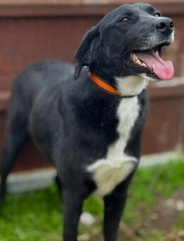 🐶Lieber Buck sucht Familie🖤 - Eislingen (Fils)