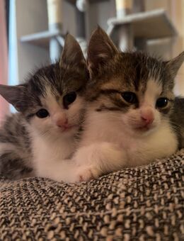 Coco&Charlie suchen ein liebevolles neues Zuhause - Krefeld