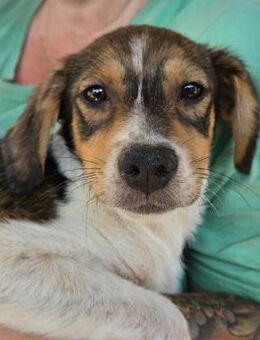 BÄR ~ mit weißen Schwanzspitzchen - Duisburg