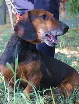 Alf - der liebe Dackel Bub - Berlin